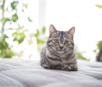 Tierisch verbunden – Katze auf dem Bett